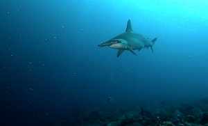 Banda Sea 2018 - 1 - Hammer Shark - Requin marteau